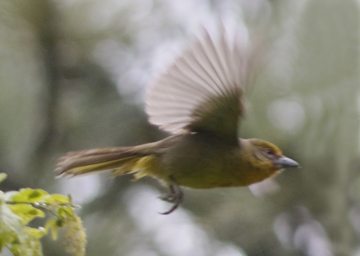 Hepatic Tanager - ML160142851