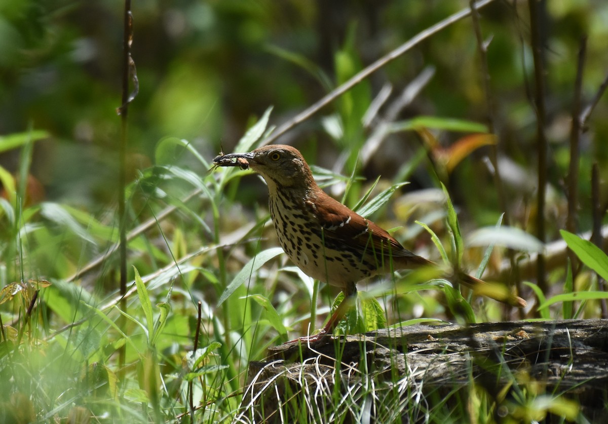 Brown Thrasher - ML160143911