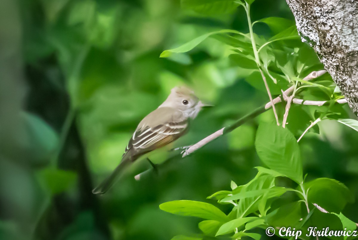 Great Crested Flycatcher - ML160144111