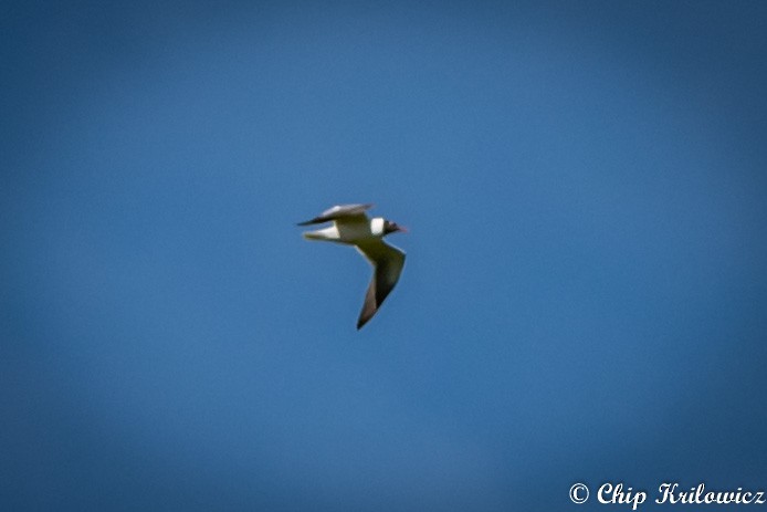 Laughing Gull - Chip Krilowicz