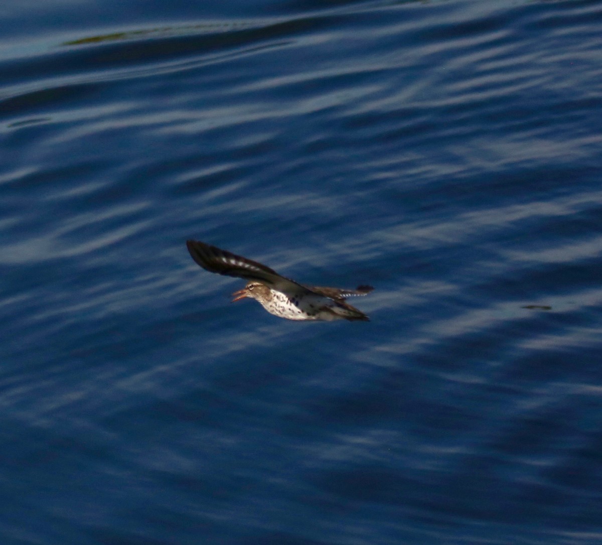 Chevalier grivelé - ML160144321