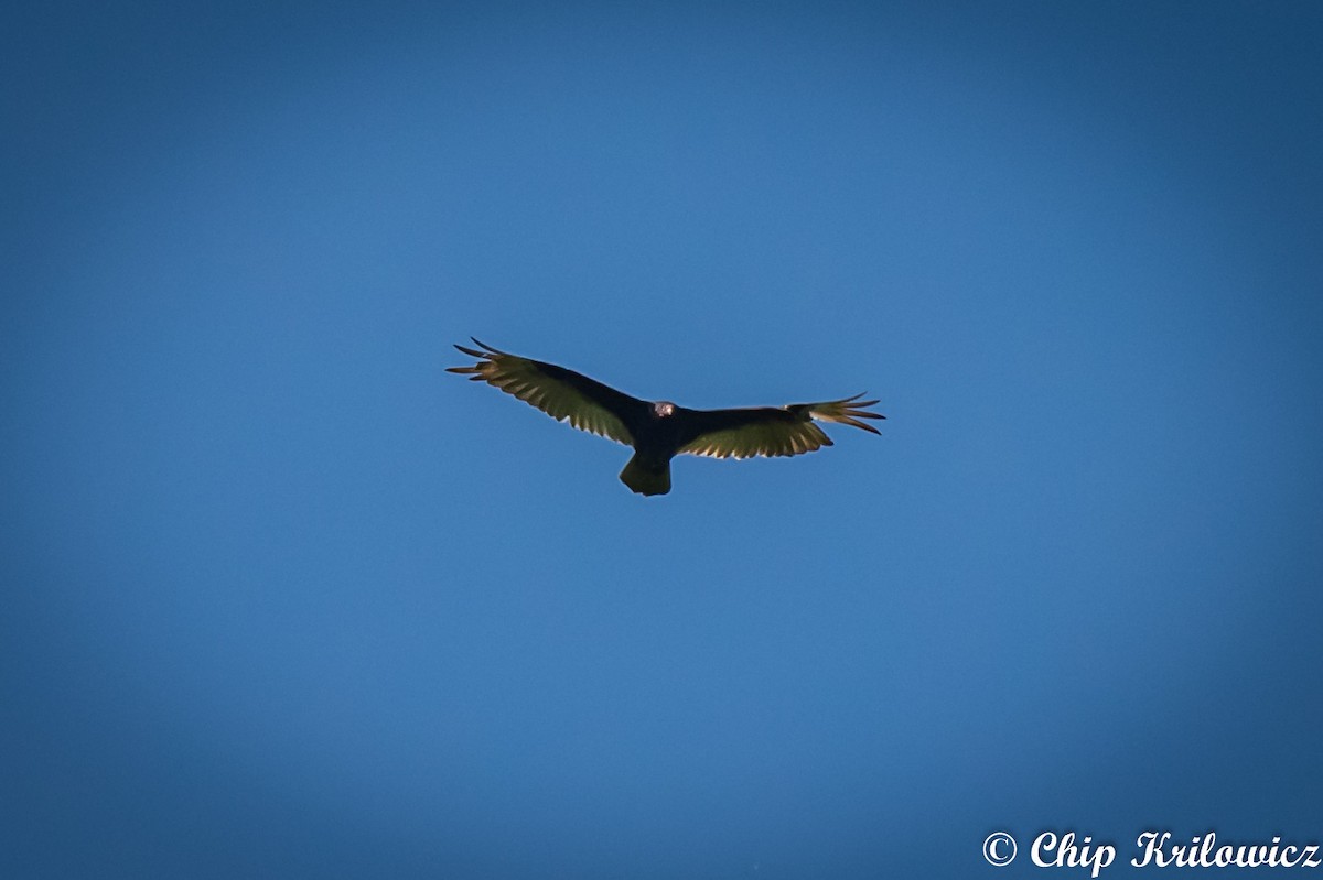 Turkey Vulture - ML160144401