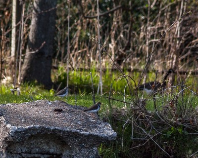 Spotted Sandpiper - ML160145001