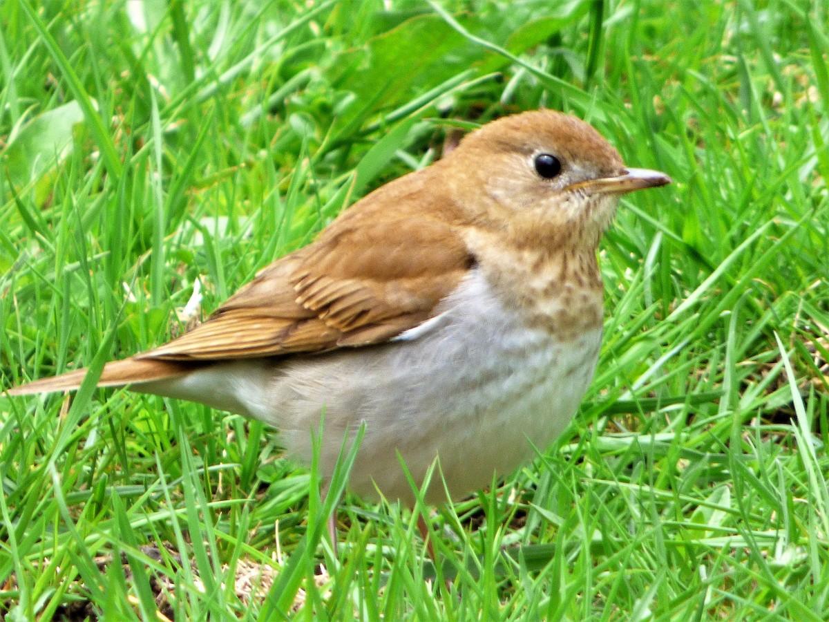 Veery - ML160145411