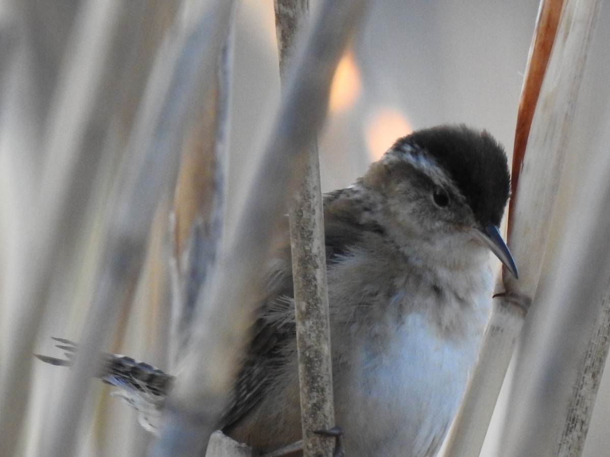 Marsh Wren - ML160145831