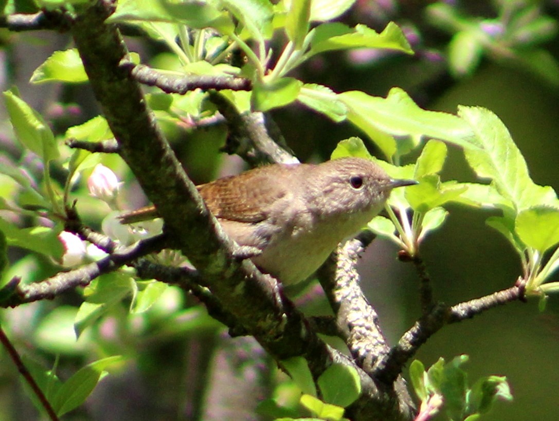 House Wren - ML160149161