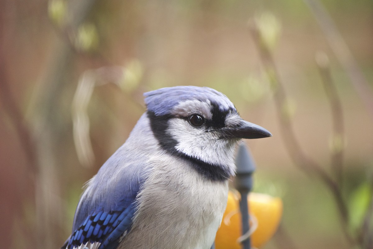 Blauhäher - ML160149311