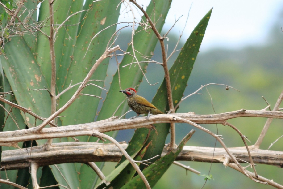 Golden-olive Woodpecker - Manfred Bienert