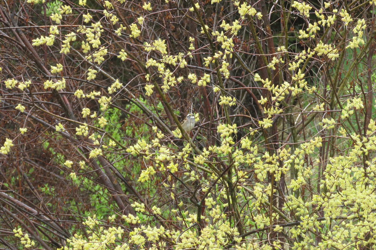 White-throated Sparrow - ML160151381