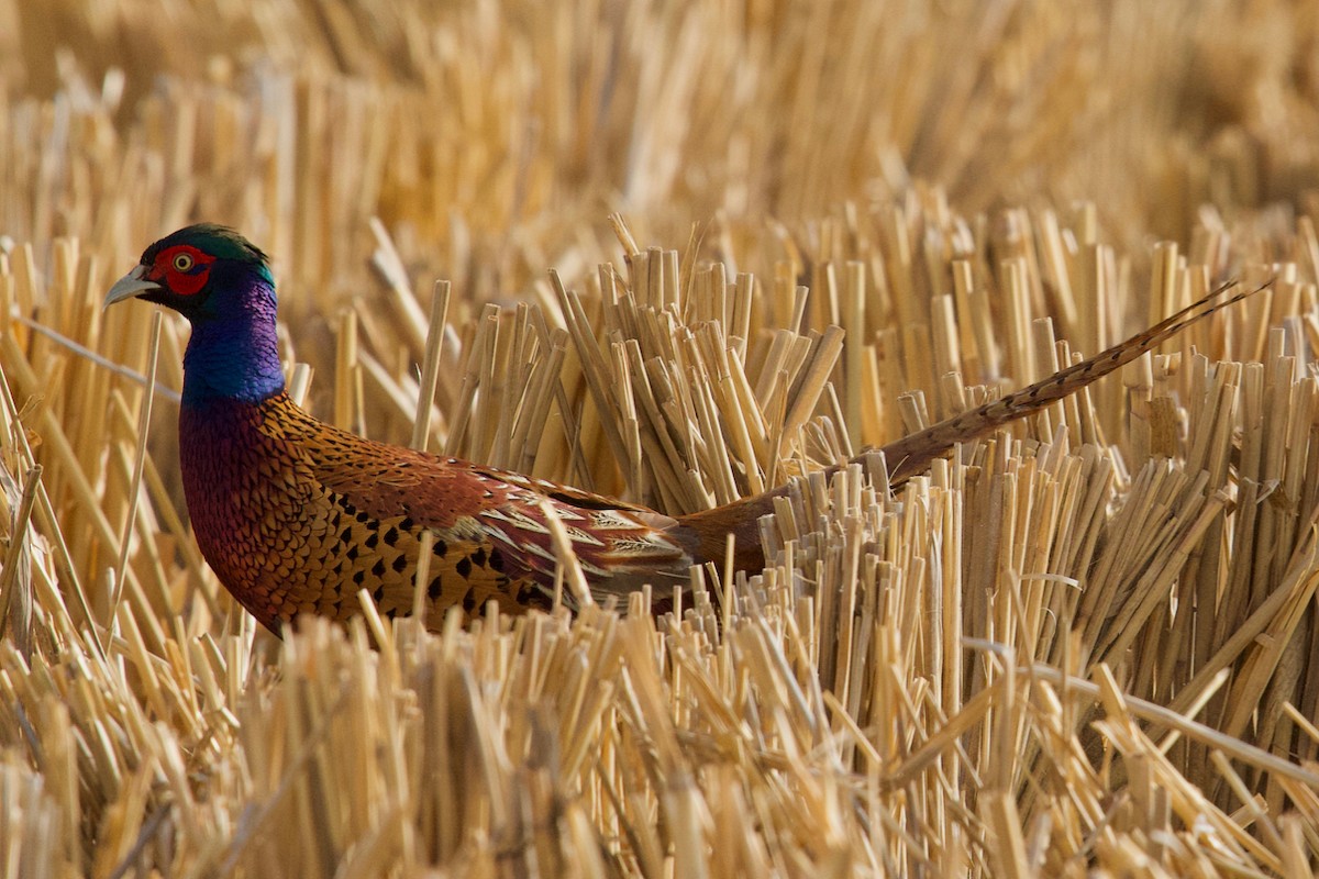 Ring-necked Pheasant - Qin Huang