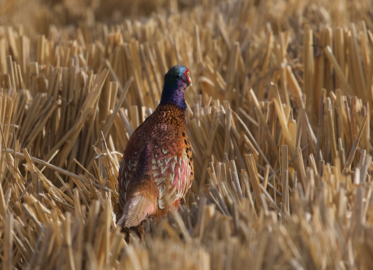 Ring-necked Pheasant - ML160151601