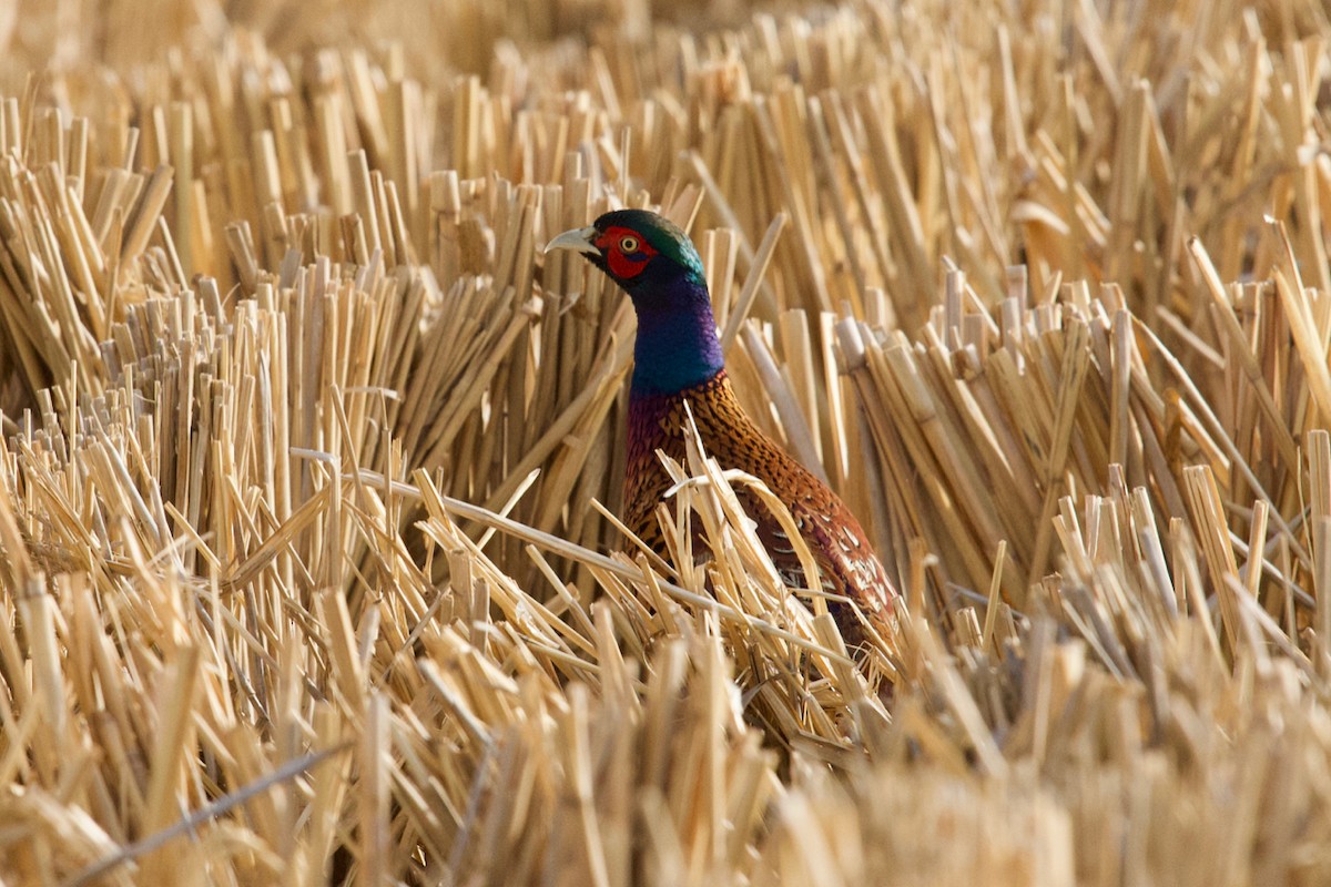 Ring-necked Pheasant - ML160151611