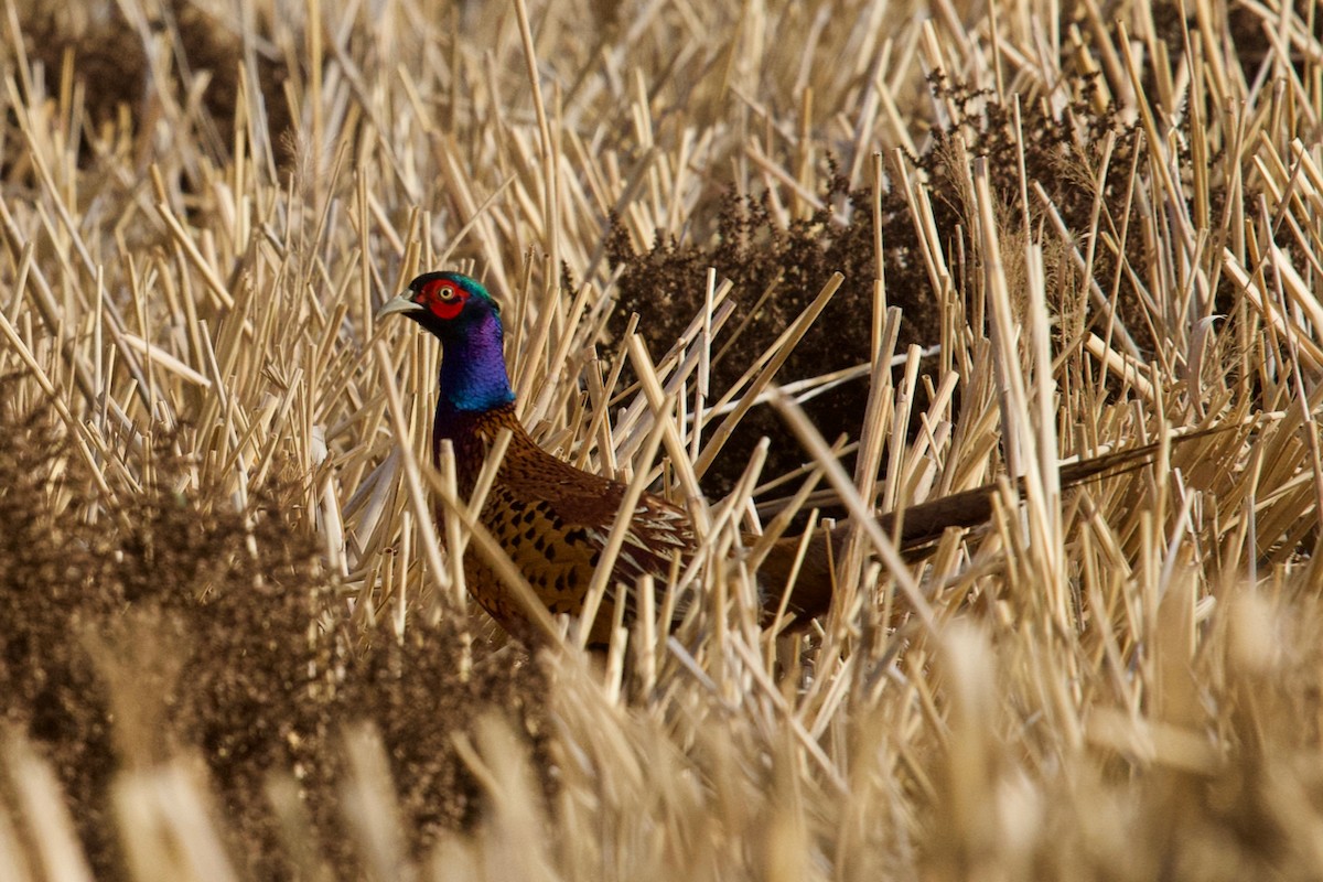 Ring-necked Pheasant - Qin Huang