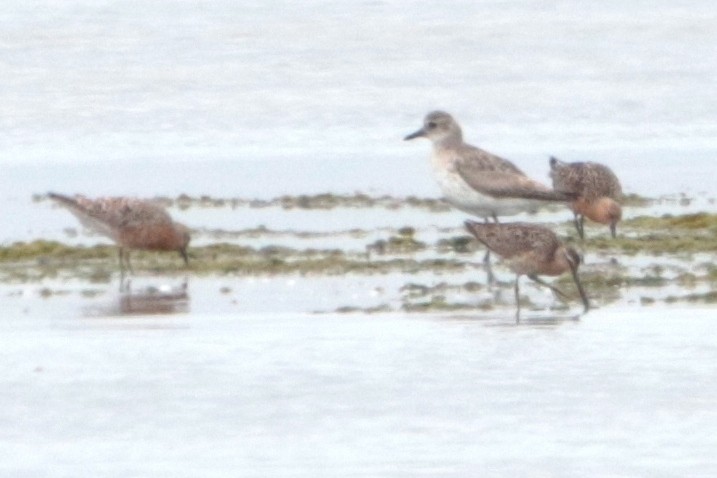 Short-billed Dowitcher - ML160153441