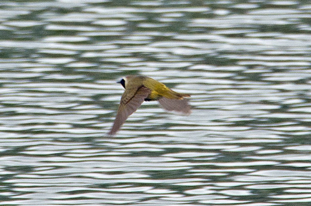 Common Yellowthroat - ML160153531