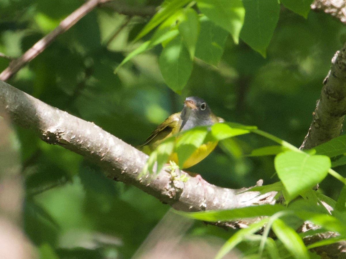 Connecticut Warbler - ML160154101