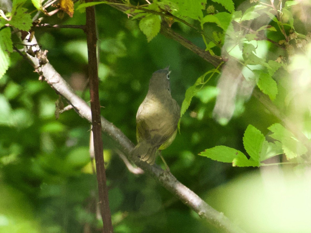 Connecticut Warbler - ML160154111