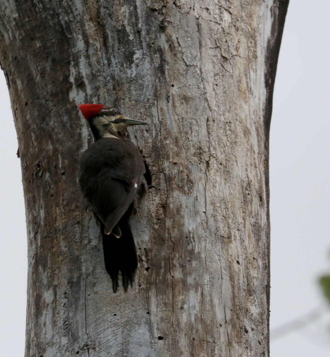 Pileated Woodpecker - Elizabeth Curley