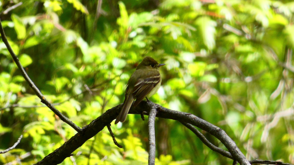 Western Flycatcher (Cordilleran) - ML160156811