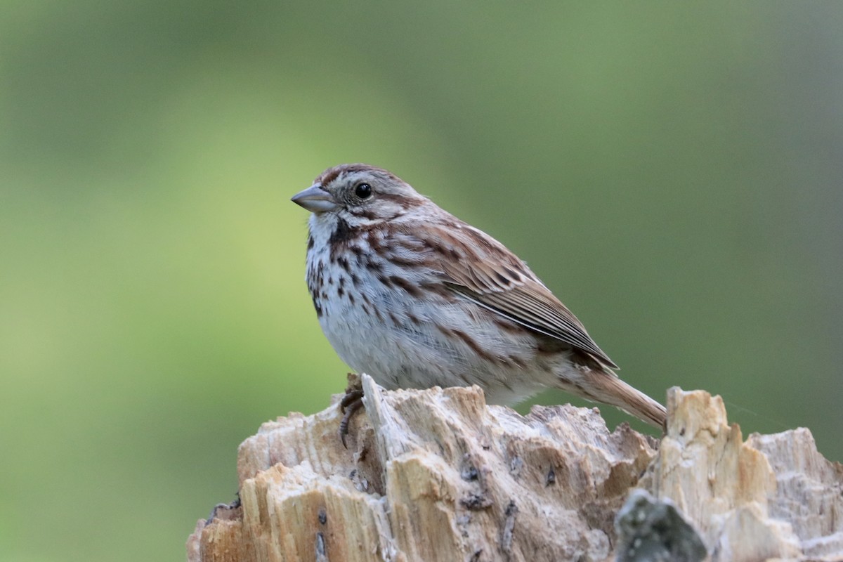 Song Sparrow - ML160157541