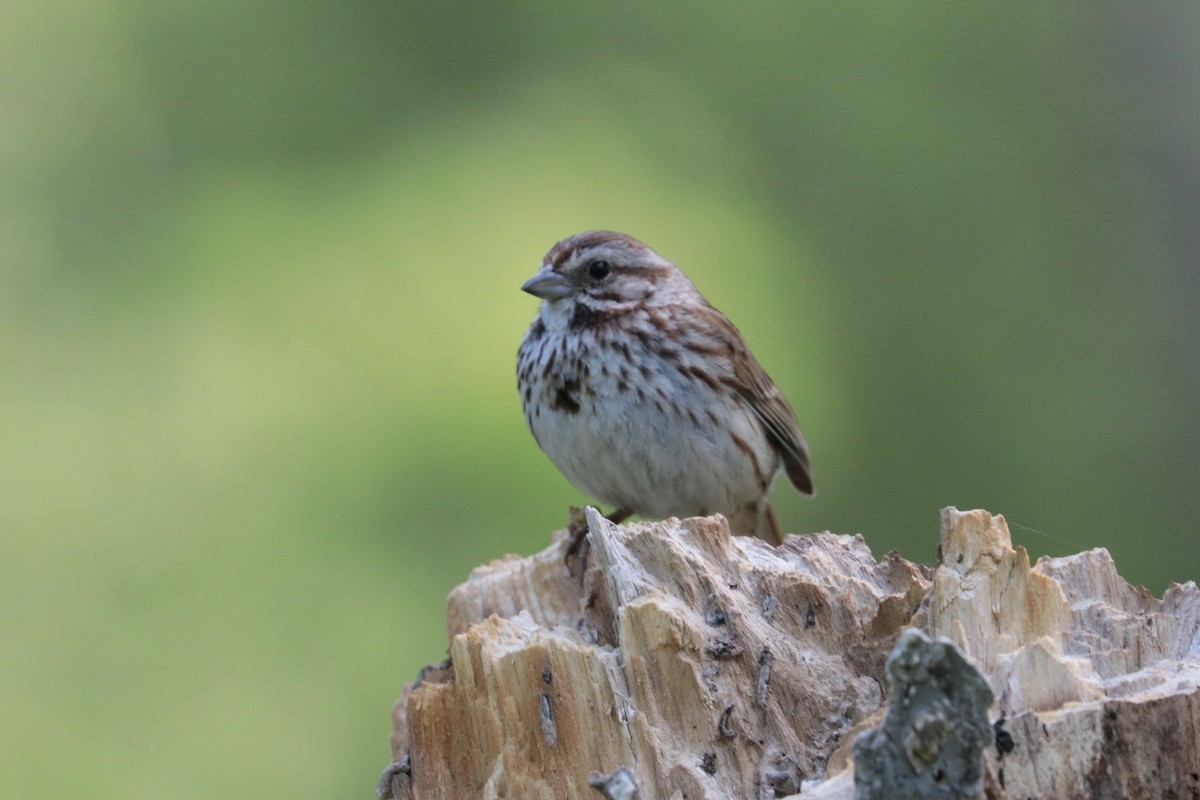 Song Sparrow - ML160157561