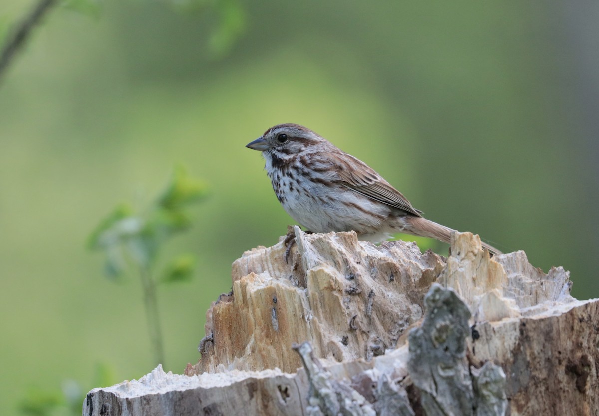 Song Sparrow - ML160157571