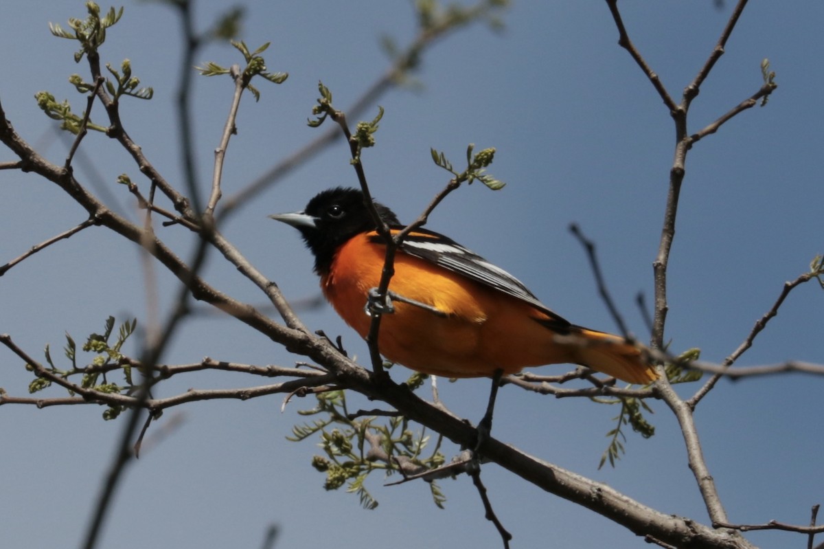 פזאי צפוני - ML160157621