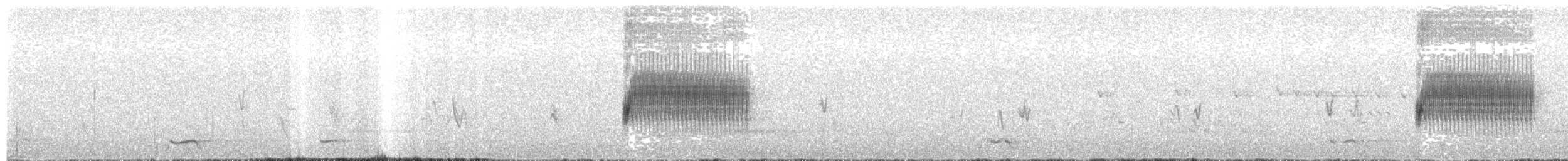 Тауї плямистий - ML160161041