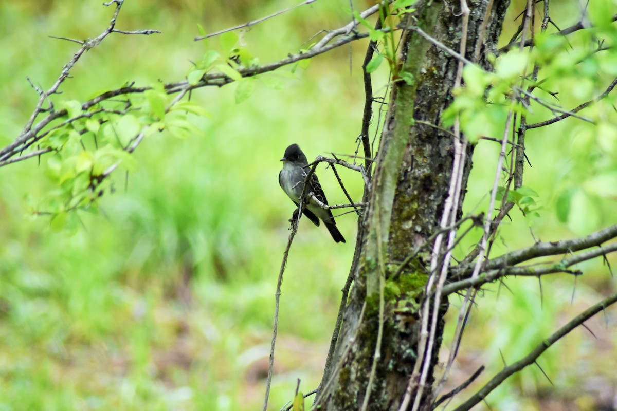 Olive-sided Flycatcher - ML160163871