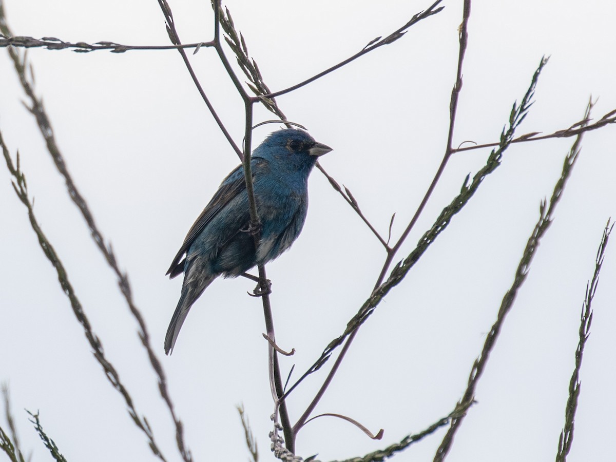 Indigo Bunting - Bruce Aird