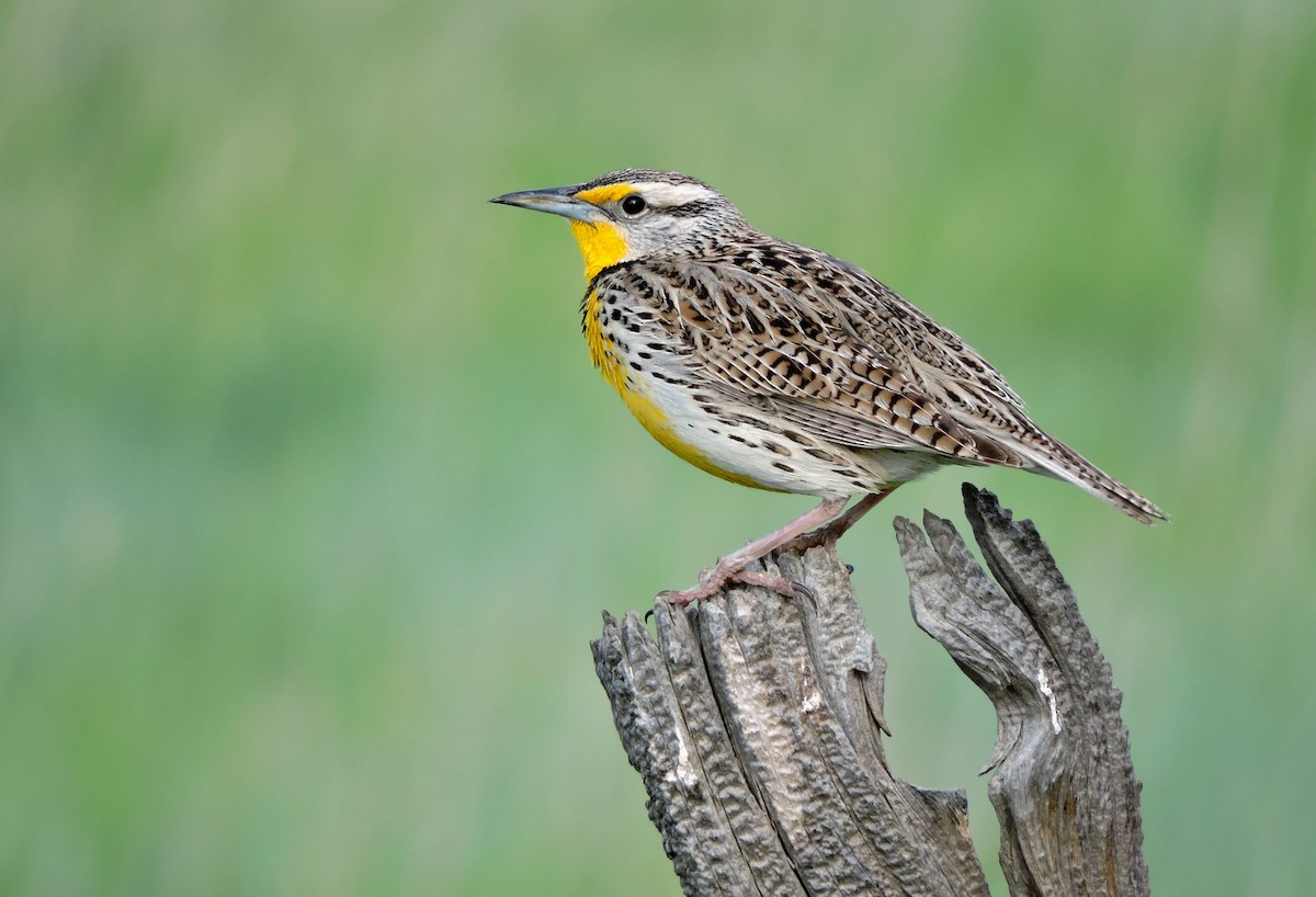 Western Meadowlark - Jack  Bushong