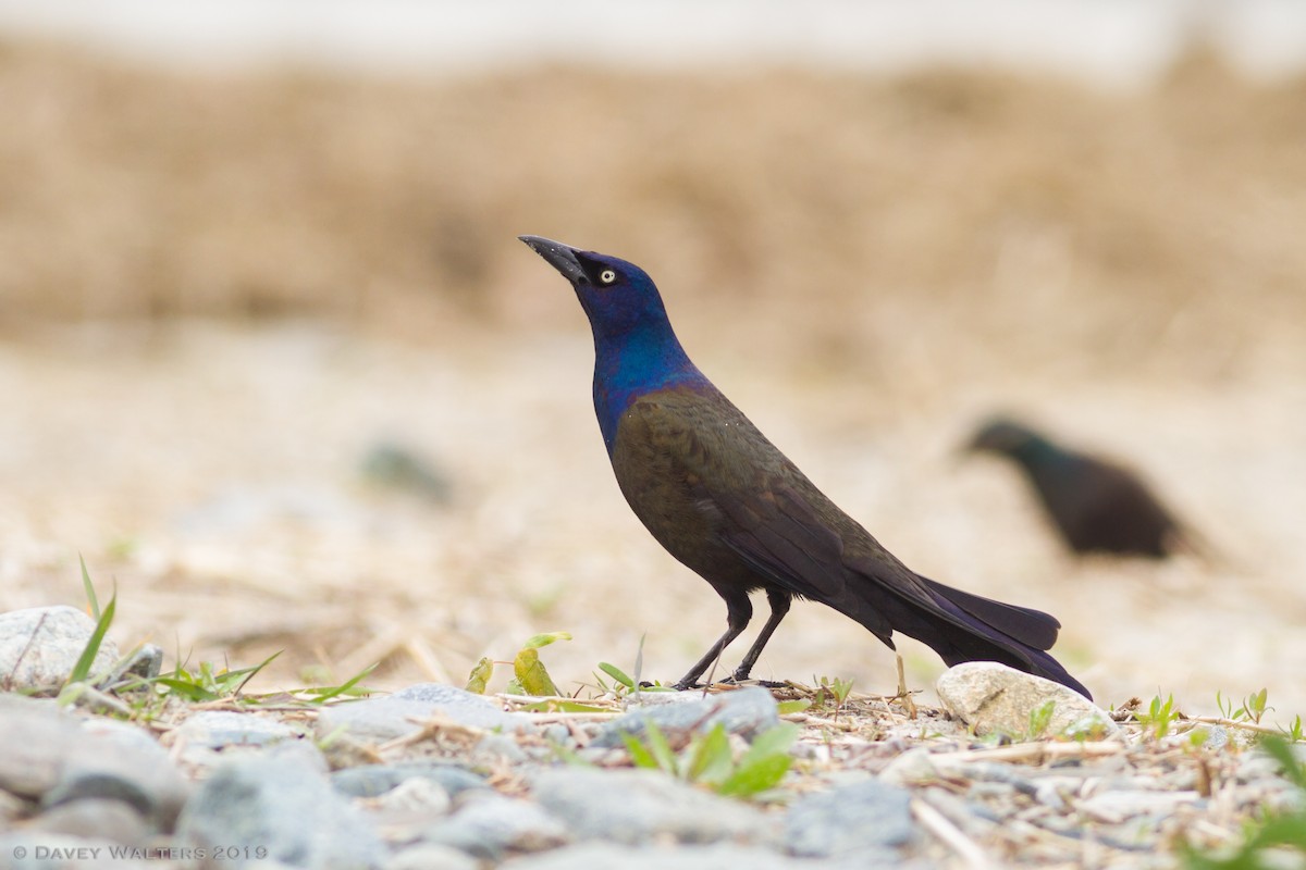 Common Grackle - ML160168251