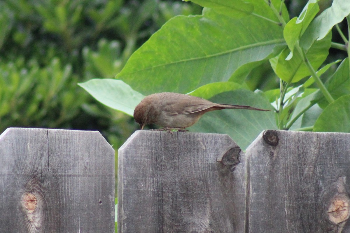 California Towhee - ML160168871