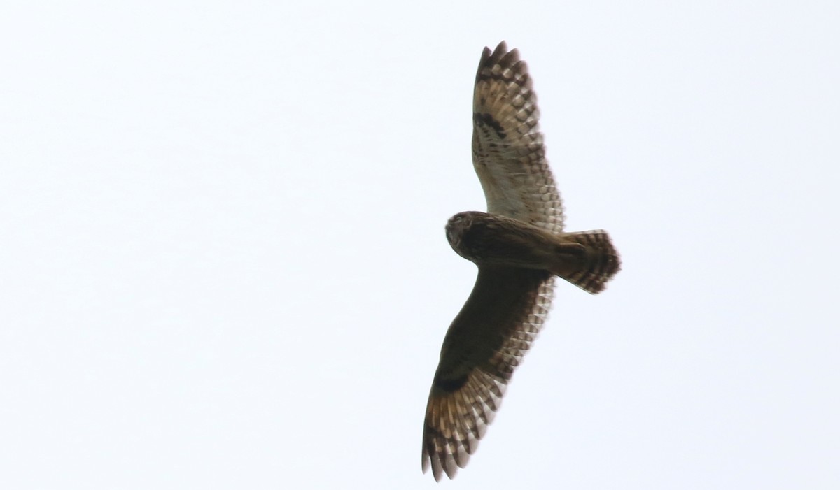 Short-eared Owl - ML160168981