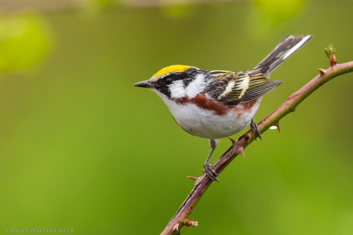 Chestnut-sided Warbler - ML160169231