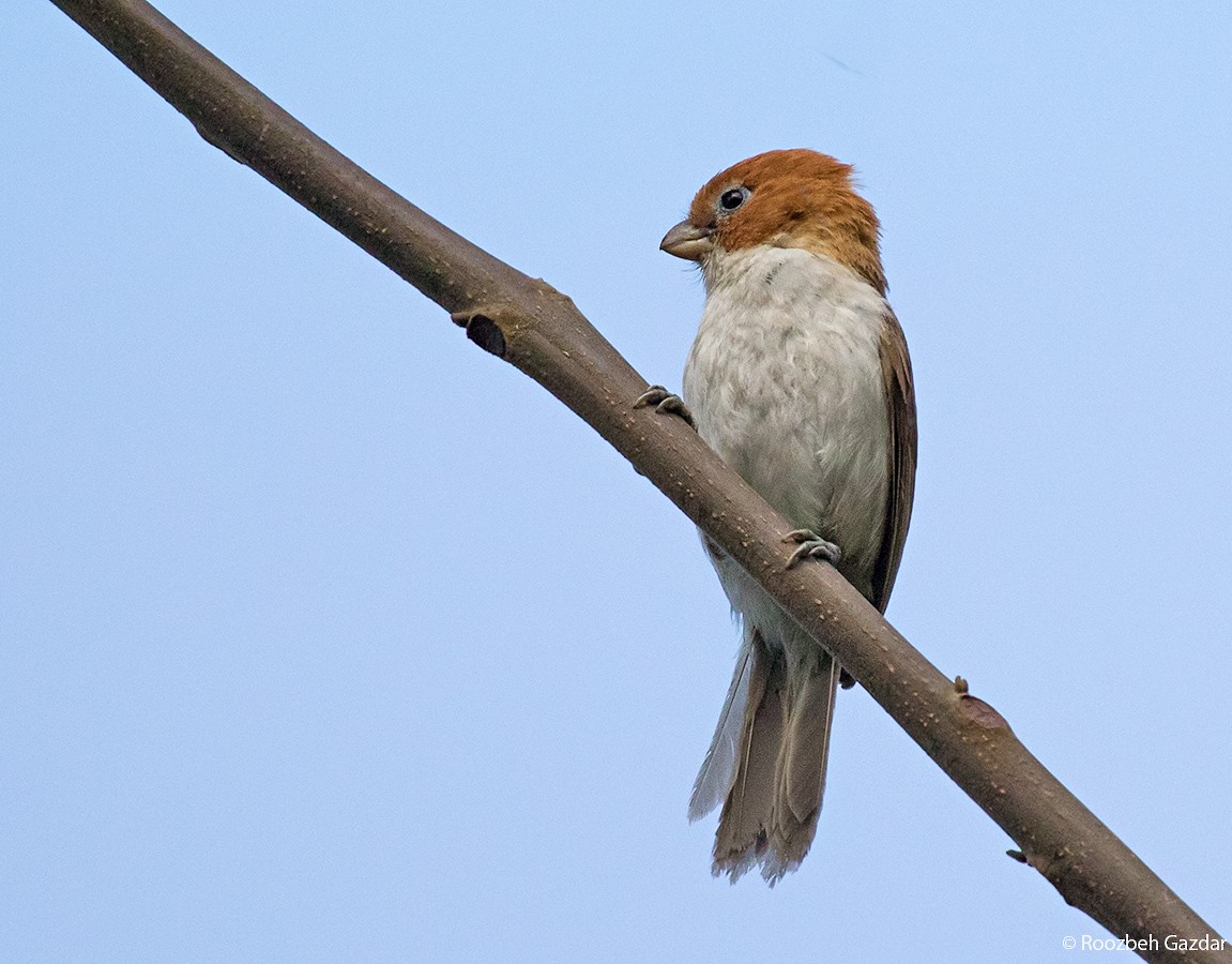 White-breasted Parrotbill - Roozbeh Gazdar
