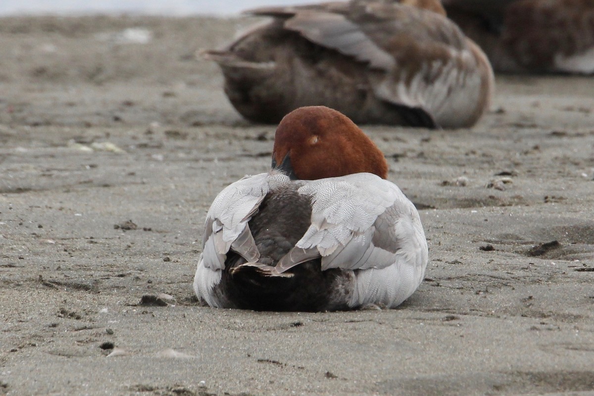 Common Pochard - ML160173431