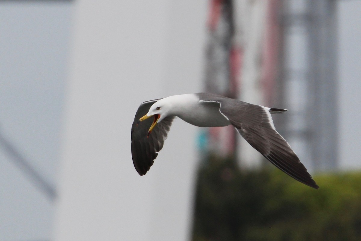 Black-tailed Gull - ML160174201