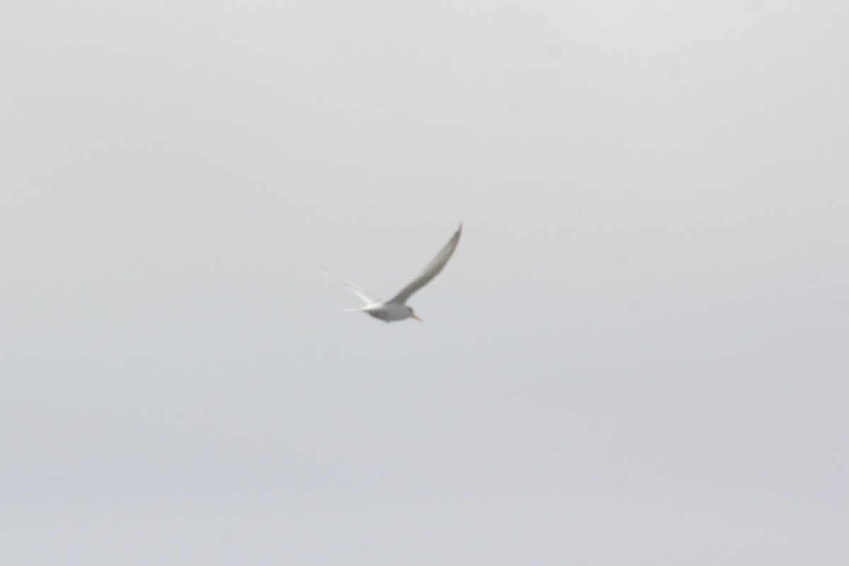 Little Tern - ML160174291