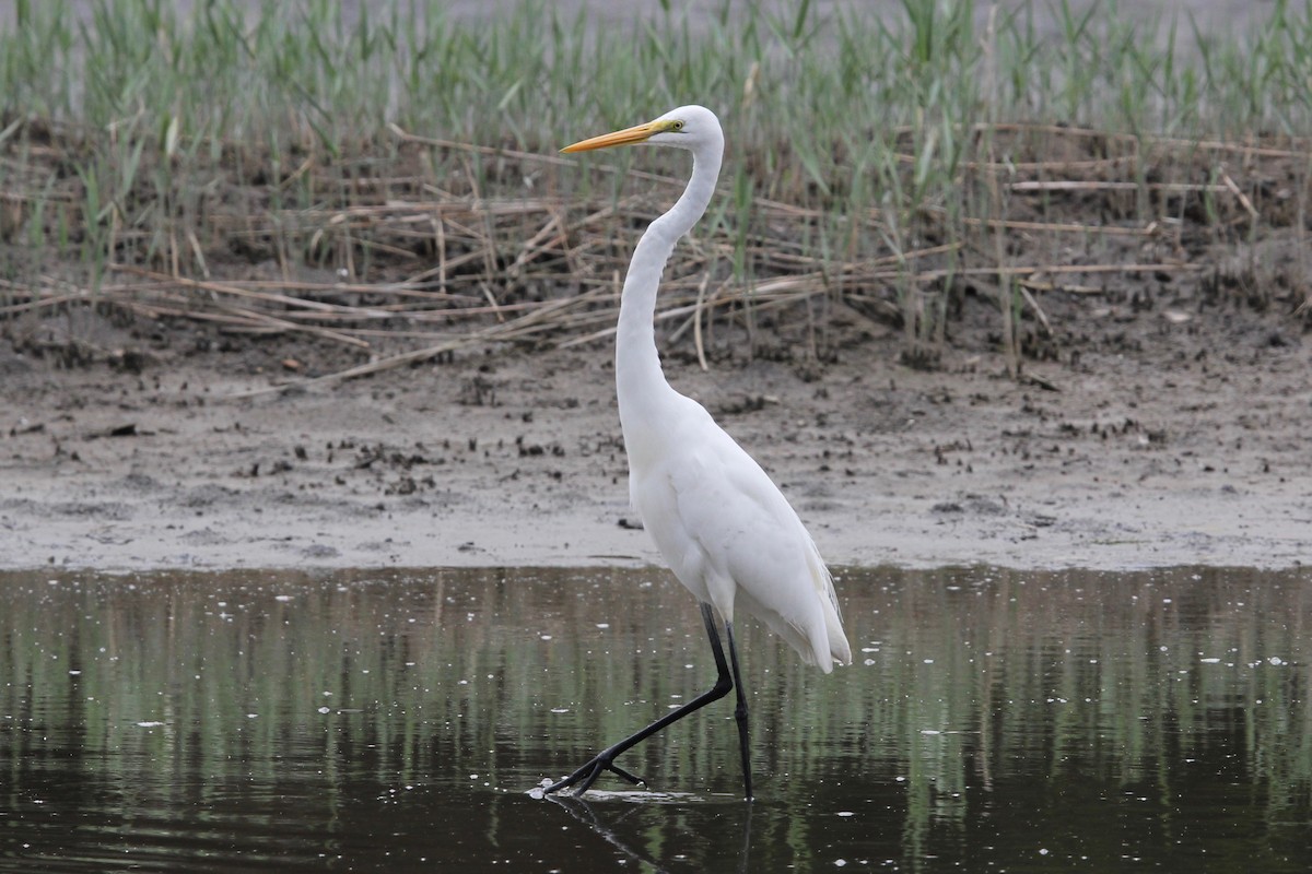 Great Egret - ML160174491