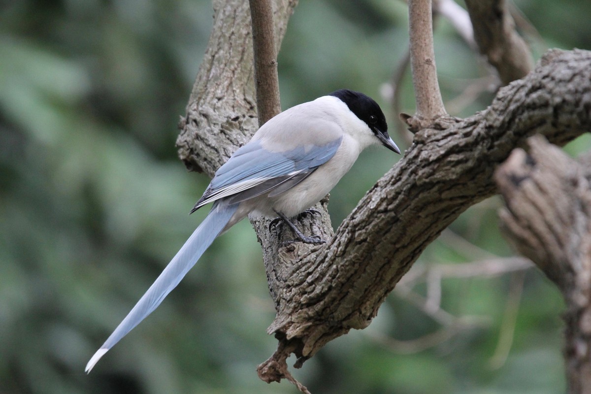 Azure-winged Magpie (Japanese) - ML160174841