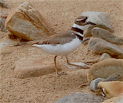 Killdeer - ML160175011