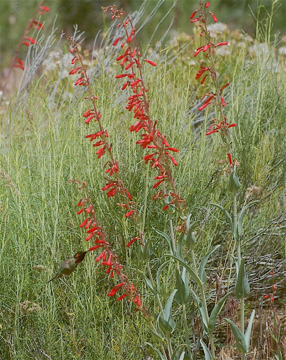 Anna's Hummingbird - Anonymous