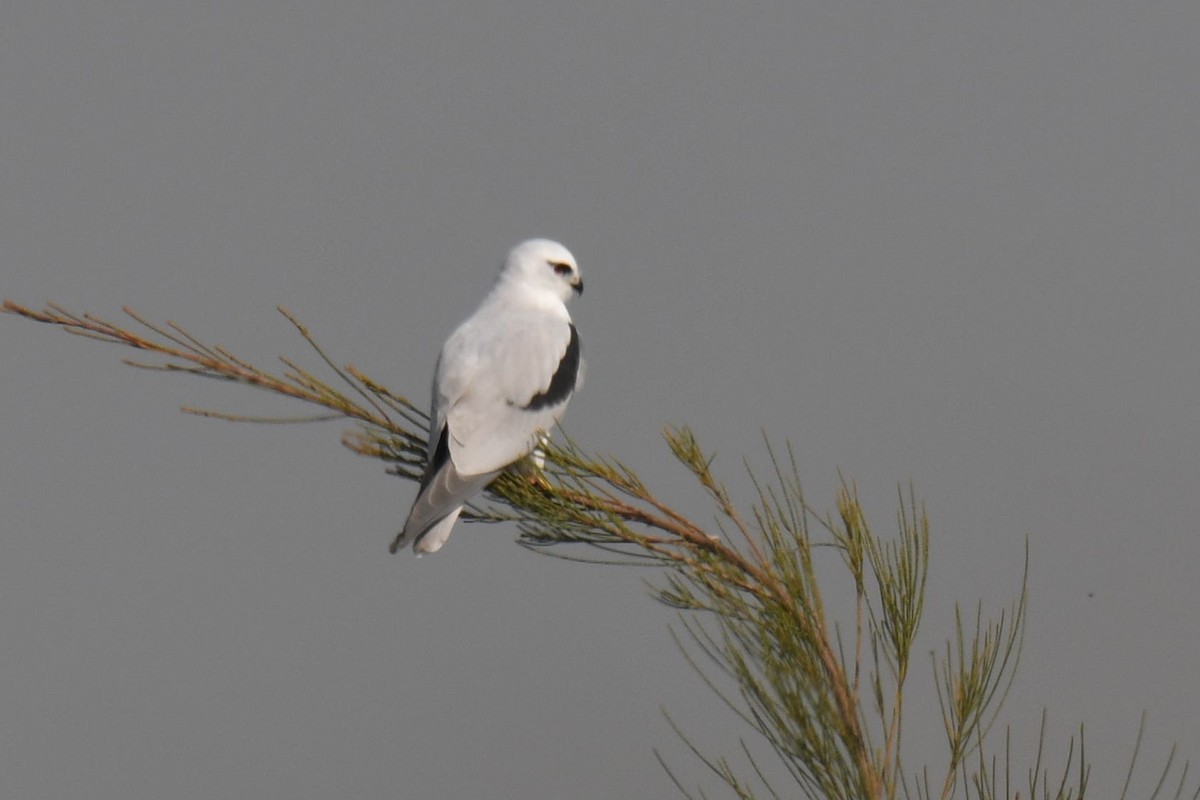 Black-shouldered Kite - Chris Munson