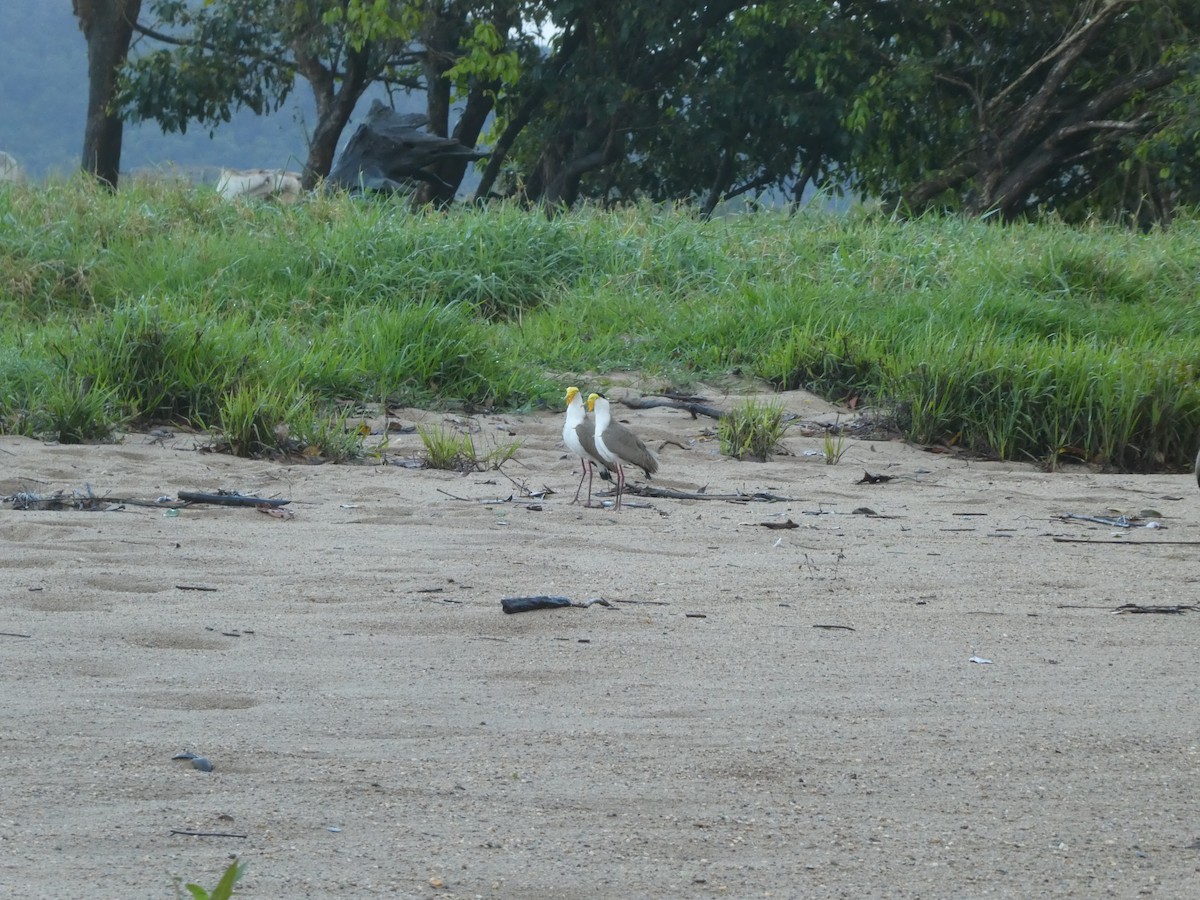 Masked Lapwing - ML160178091