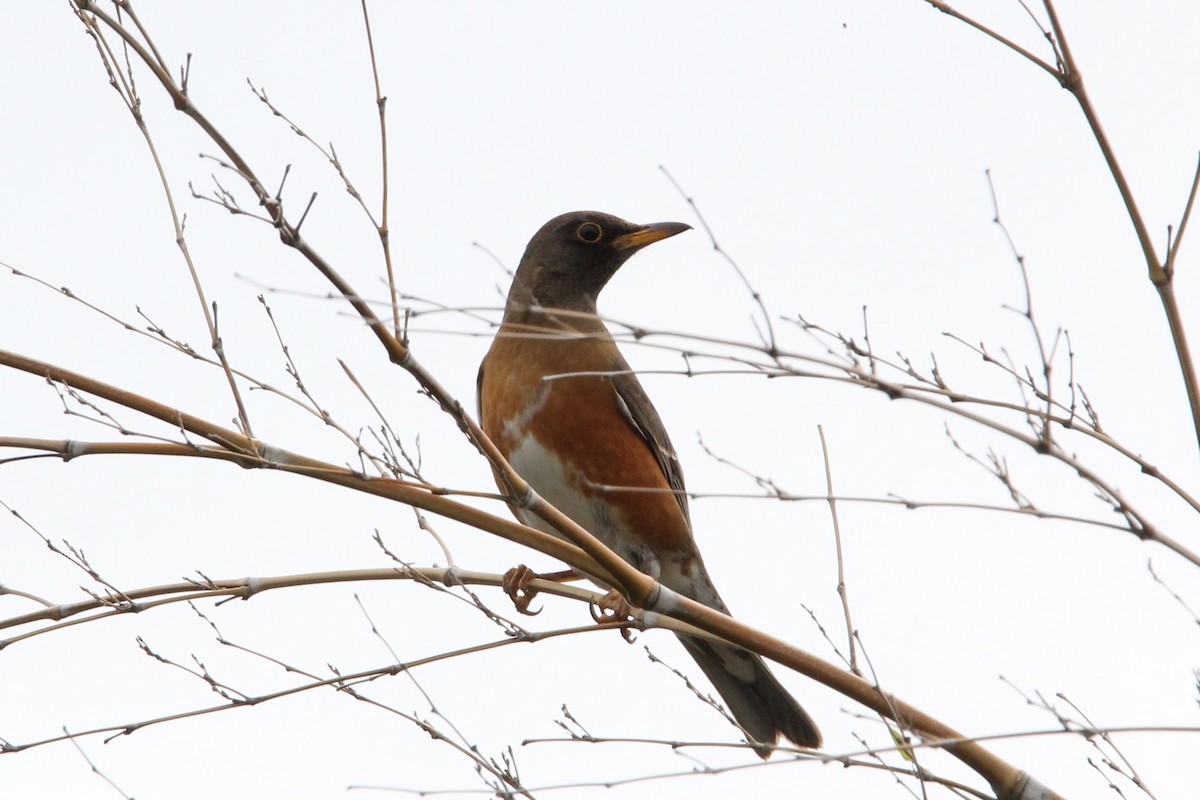 Brown-headed Thrush - Robert Gowan