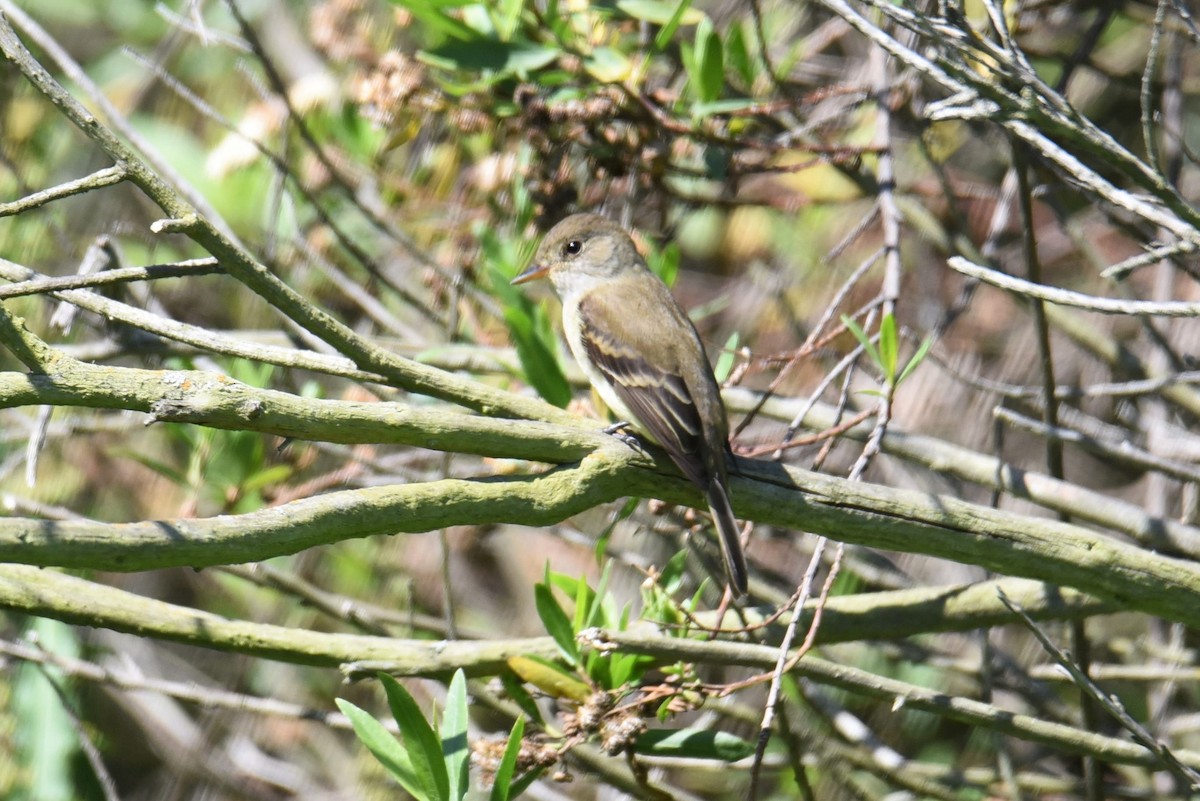 Weidenschnäppertyrann - ML160180631