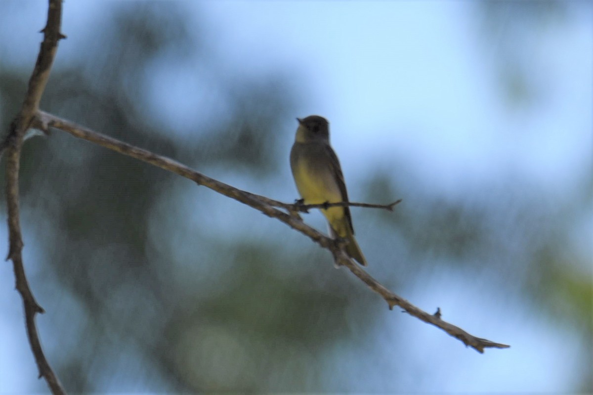 Western Wood-Pewee - Jessica Utley