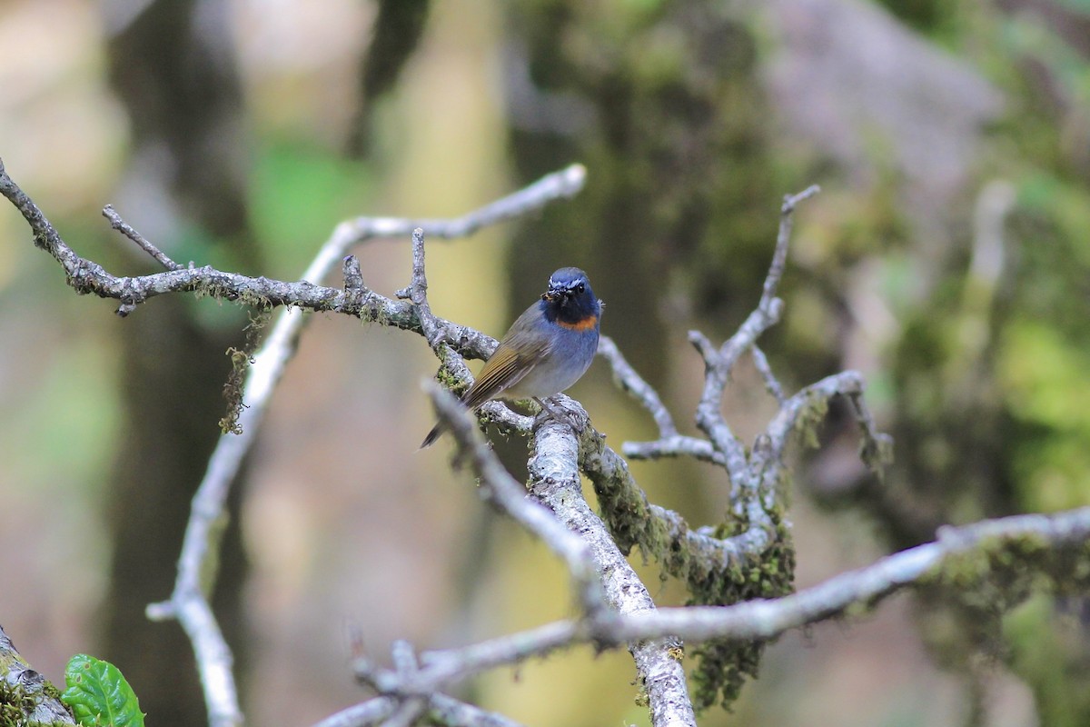 Rufous-gorgeted Flycatcher - ML160182481