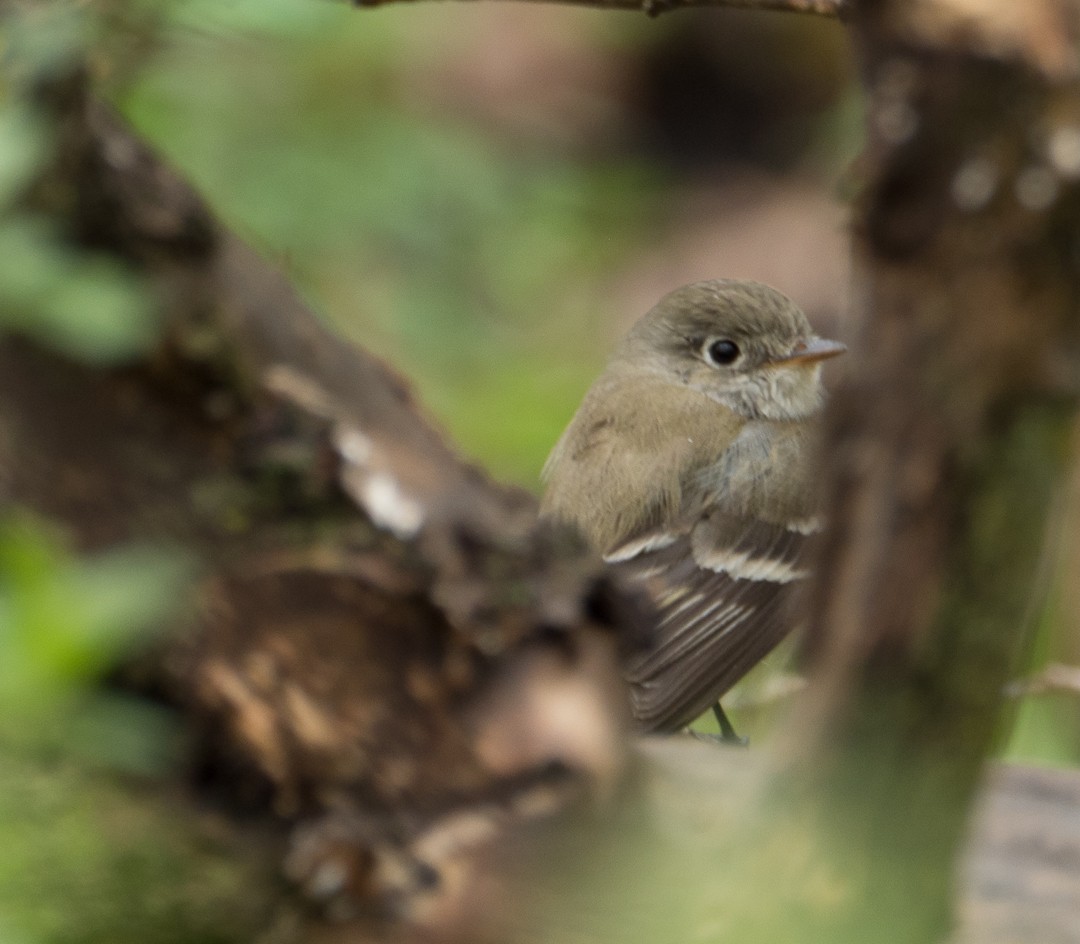 Least Flycatcher - ML160183661